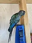 Turquoise variety (unclipped) after a bath