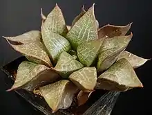 Haworthia emelyae var. comptoniana is a large, lighter coloured form, with a clear reticulated pattern on the broad leaf faces.