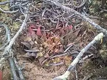 Haworthia maraisii is a tiny, dark-coloured haworthia, with bristled, retused leaves.