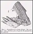 Holotype of Protosphyraena nitida (from Hay, 1903); portions of dentary, splenial, pectoral fin