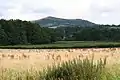 An uncut hay meadow.