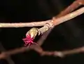 Female flower (common hazel)