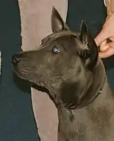 A blue Thai Ridgeback