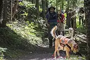 Search and Rescue vest