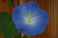 Heavenly Blue Morning Glory