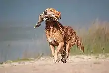 Image 44A gun dog retrieving a duck during a hunt (from Animal)