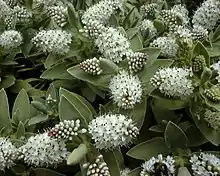 Veronica albicans (heterothetic compound raceme)