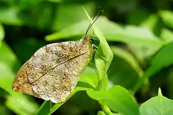 Ventral view