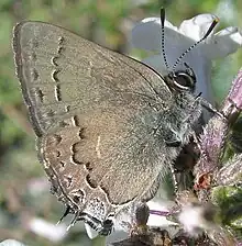 Satyrium saepium