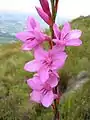 Flowering Watsonia geophyte