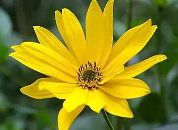 Jerusalem artichoke(H. tuberosus)