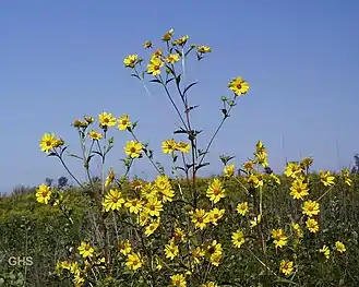 Giant sunflower(H. giganteus)