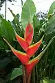 Heliconia wagneriana in Florida