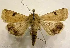 Mounted specimen