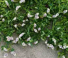 Cotorrera de playa(Heliotropium curassavicum)