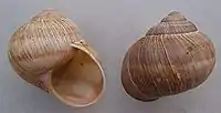 Helix pomatia