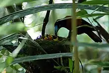 Feeding three chicks in the nest