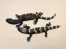 Hatchling sizes of H. exasperatum and H. suspectum (taxidermy)