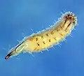 Larva