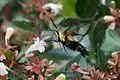 Hemaris diffinis nectaring on Abelia