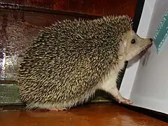 Long-eared hedgehog on a wood floor in front of a wood door