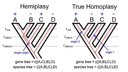 Hemiplasy vs true homoplasy