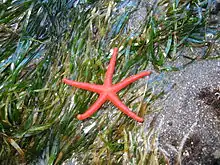 Sea star in sea grass