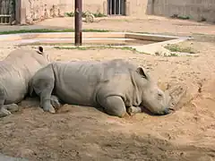 Rhinos