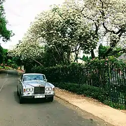 Unique in South Africa: white albino jacaranda trees on Herbert Baker Street