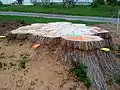 A section of Herbie's stump, pictured in May 2010, is prepared for removal. A stump grinder removed the remainder at the end of the month