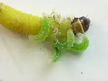 Later instar larvae