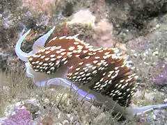 Hermissenda crassicornis, San Clemente Island