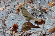 Image 15The hermit thrush, the state bird of Vermont (from Vermont)