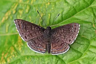 Detritivora hermodoraHermodora metalmark, Panama