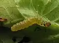 Early instar caterpillar (raised in wild ginger)