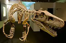 Herrerasaurus schigualastensis