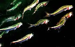 Herring ram-feeding on a school of copepods