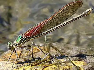 Female green form