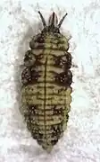 Heteroconis ornata larva found on a rimu tree