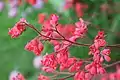 Heuchera × brizoides