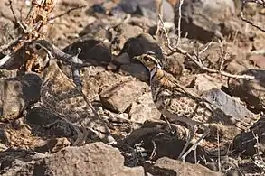 female (left) and male (right)Lake Baringo, Kenya