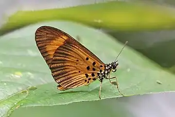 male underside, Ghana