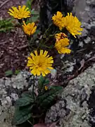 6 yellow ray flowers.