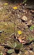 Hieracium venosum flowering, with leaves crowded around the base.