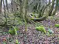 The ruins of Higgin's House on the old Toll Road near the Drukken steps