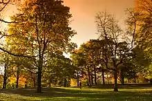 view of grassy area with sporadic tall trees