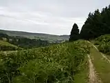 High Plantation: some of the hillsides are dedicated to timber production