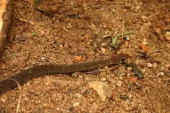 Dorsal view