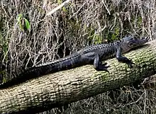 Alligator on the river