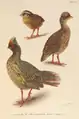 Himalayan Blood Partridge